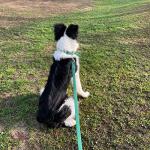 Adjustable Waterproof Dog Collar - Soft & Comfortable