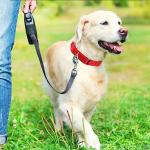 Custom Reflective Martingale Dog Collar with Name