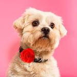 WILLBOND Colorful Bow Collars for Pets - Set of 4