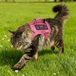Custom Pink Cat Harness and Leash Set