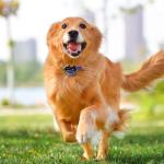 Adjustable Waterproof Replacement Strap for Dog Collar