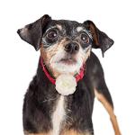 WILLBOND Colorful Bow Collars for Pets - Set of 4