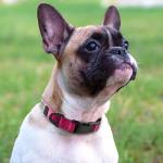 Joytale Custom Engraved Dog Collar - Hotpink