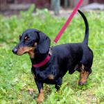 Joytale Custom Engraved Dog Collar - Hotpink