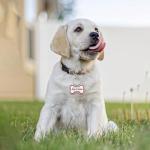 20 Dog Tag Clips with Key Rings - Silver