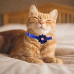 Adjustable Pet ID Collars with Bells - 13 Pack