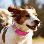 Custom Reflective Dog Collar with Engraved ID Tag