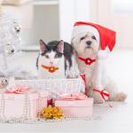 Adjustable Pet ID Collars with Bells - 13 Pack