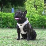 AMTOR No Escape Small Dog Harness and Leash Set