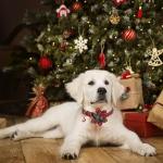 Festive Adjustable Christmas Dog Collar with Flowers