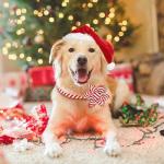 Festive Red Flower Dog Collar for All Sizes