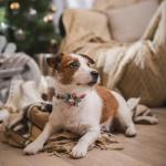 Festive Adjustable Christmas Dog Collar with Flowers