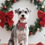 Christmas Red Plaid Dog Collar and Leash Set