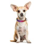 Reflective Leopard Style Collar for Small Pets