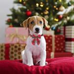 Christmas Red Plaid Dog Collar and Leash Set