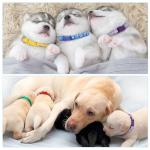 16 Reflective Adjustable Puppy Collars for Litters