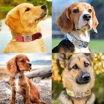 Personalized Engraved Dog Collar with Name & Number