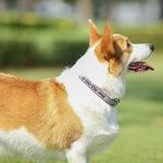 Personalized Reflective Pet ID Collar - 4 Sizes