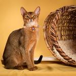 Adjustable Puppy and Cat ID Collars Set 13Pcs