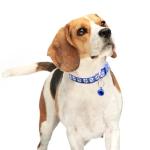 Colorful Adjustable Puppy Collars with Bells - 6 Pack