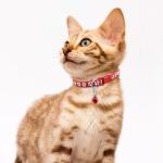 Colorful Adjustable Puppy Collars with Bells - 6 Pack