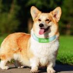 Glow in The Dark Custom Dog Collars