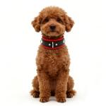 Big Thick Leather Collar and Leash Set