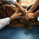 Manruta Microchip Kit for Dogs and Cats 20 Pack