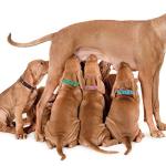 Leather Adjustable Dog Collar - 12 Colors Available