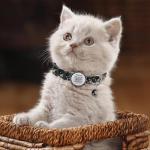Cute Adjustable Breakaway Cat Collars with QR Code