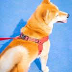 Adjustable Reflective No Pull Dog Harness - Black