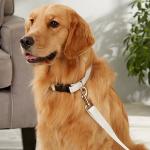 Custom Name Dog Leash for Personal Touch