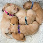 14 Colorful Adjustable Puppy ID Collars Set