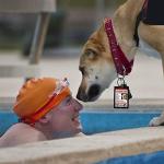 Just 4 Paws Clip-On ID Carrier for Pets