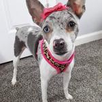 Personalized Pink Leopard Dog Harness and Leash