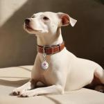 Stainless Steel Service Dog Tags - 2 Pack