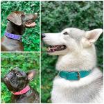 Heavy Duty Waterproof Dog Collar with Metal Hardware