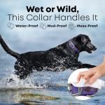 Medium Purple Waterproof Dog Collar and Leash Set