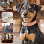 Stainless Steel Service Dog Tags - 2 Pack