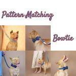 Custom Engraved Dog Collar with Name Plate