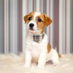 Plaid Dog Collar and Leash Set with Bow Tie