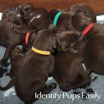 15 Color Puppy ID Collars - Adjustable Soft Fabric