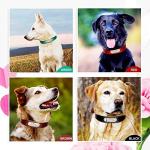 Personalized Leather Dog Collars with Engraved ID Tag