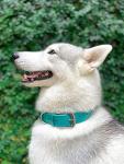 Heavy Duty Waterproof Dog Collar with Metal Hardware