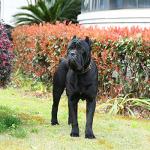 Custom Leather Dog Collar with Engraved ID Tag