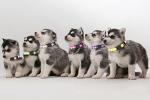 16 Pack Glow in the Dark Puppy Collars