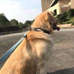 Custom Leather Dog Collar with Engraved ID Tag