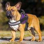 No Pull Dog Harness with Adjustable Vest