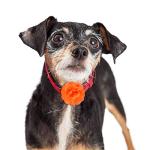 WILLBOND Dog Flower Collar Charms and Bow Tie