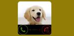 Hilarious Dog Prank Call Gag Toy